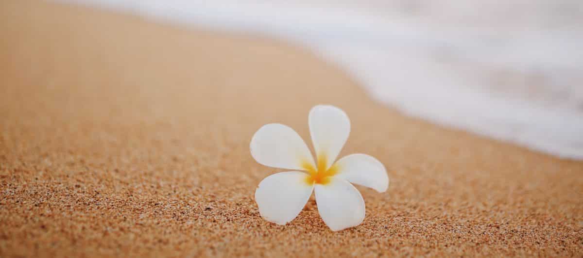 A photograph of a flower on sand in Hawaii